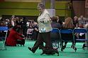 Crufts2011_2 989